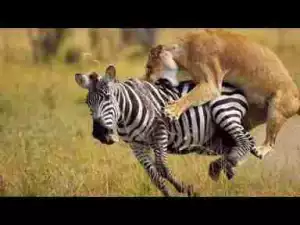 Video: Most Fascinating Big Cat Attacks including Cheetahs, Lions, Jaguar, Tiger, Lynx, Leopard